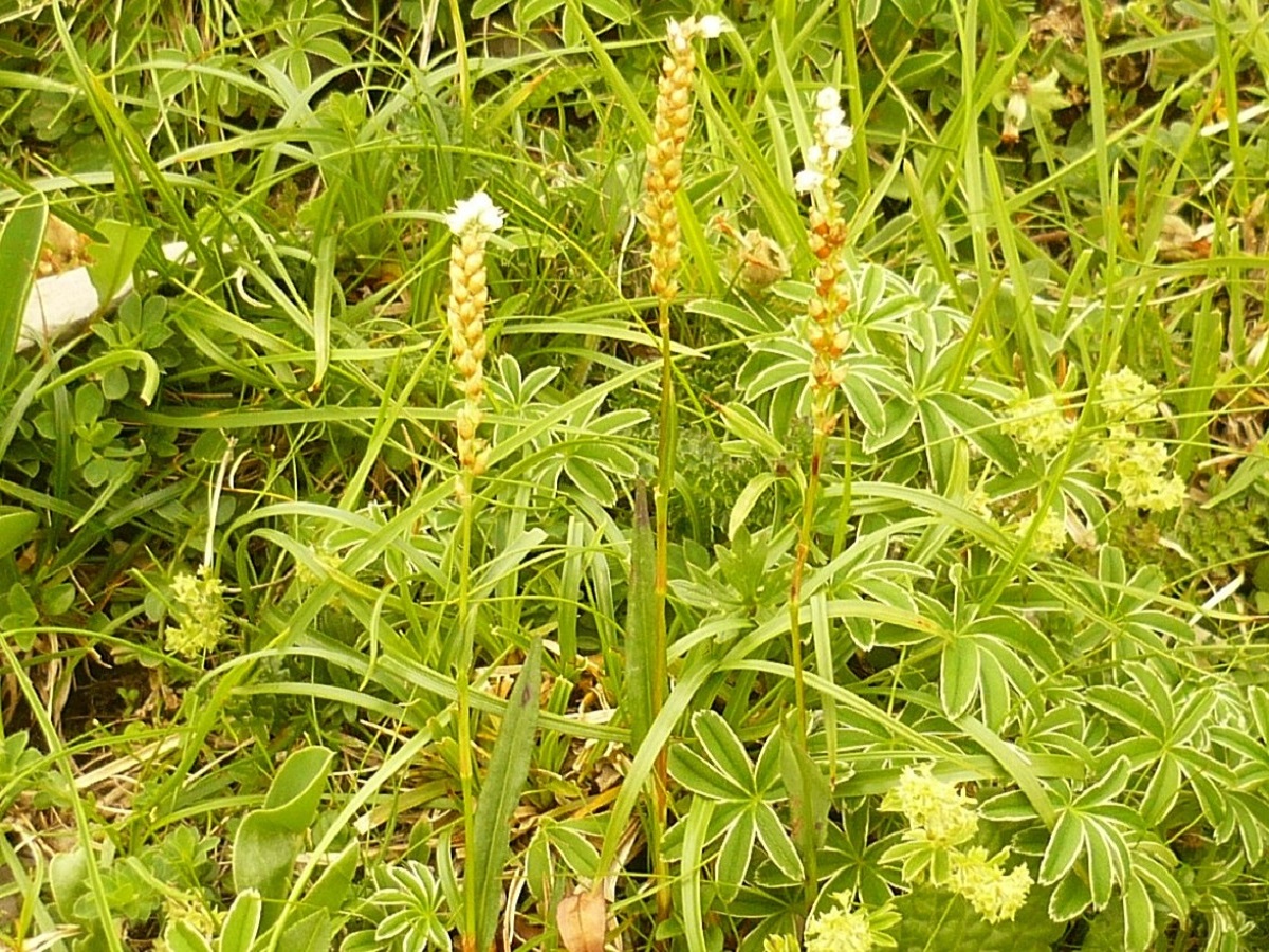 Bistorta vivipara (Polygonaceae)